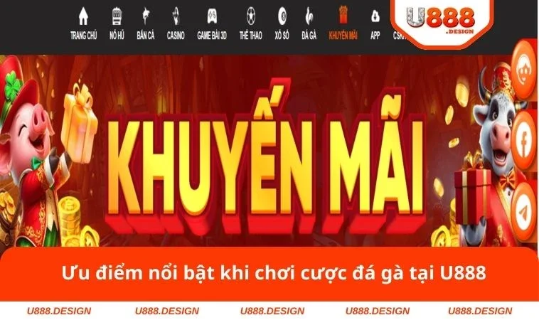 Ưu điểm nổi bật khi chơi cược đá gà tại U888